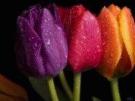 Roses